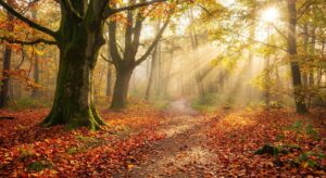 Ein ruhiger Waldweg im Herbst, bedeckt mit bunten Blättern. Lichtstrahlen durchbrechen das Blätterdach.