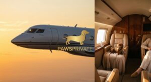 Ein stilisierter Dackel als Logo auf einem Privatjet am Himmel – symbolisiert Luxusreisen für Haustiere
