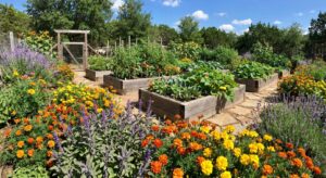 Gartenblumen wie Ringelblumen, Salbei und Lavendel beschützen Gemüse vor Schädlingen